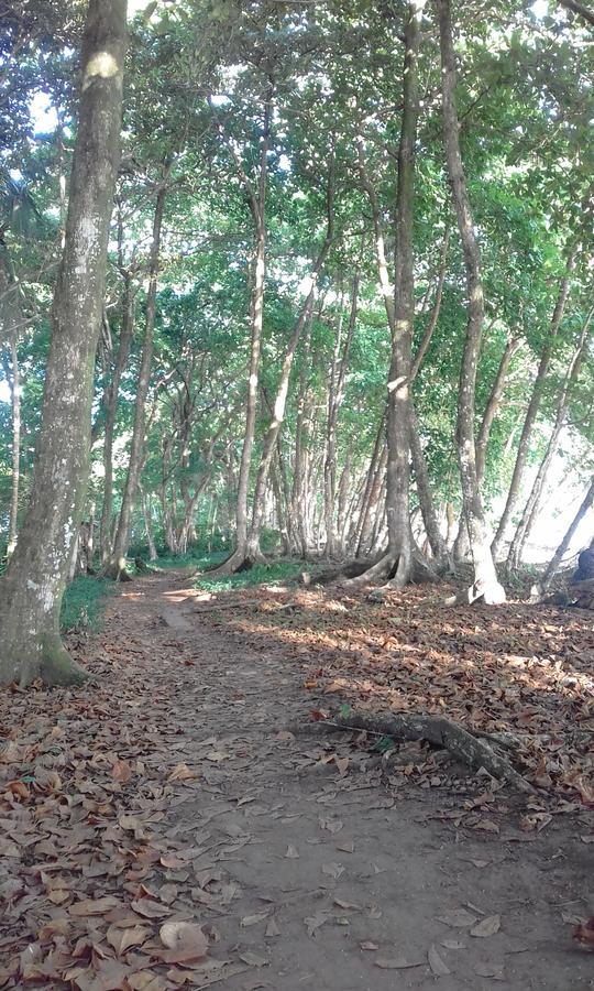 Escape Caribeno 호텔 Puerto Viejo de Talamanca 외부 사진